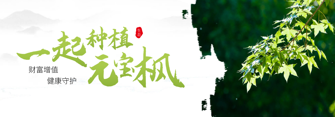 一起种植元宝枫